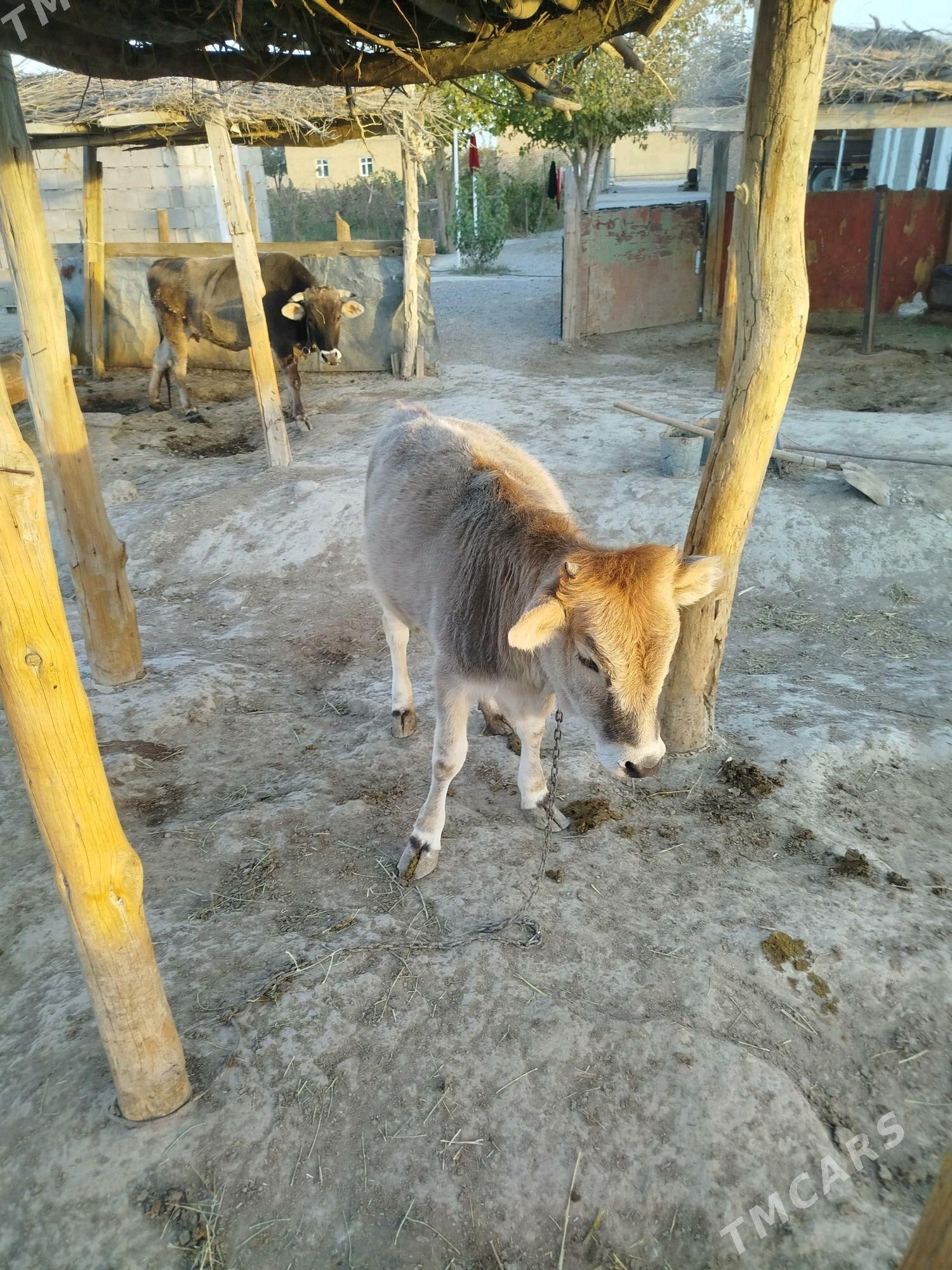 Sygyr we tuwe - Bäherden - img 5