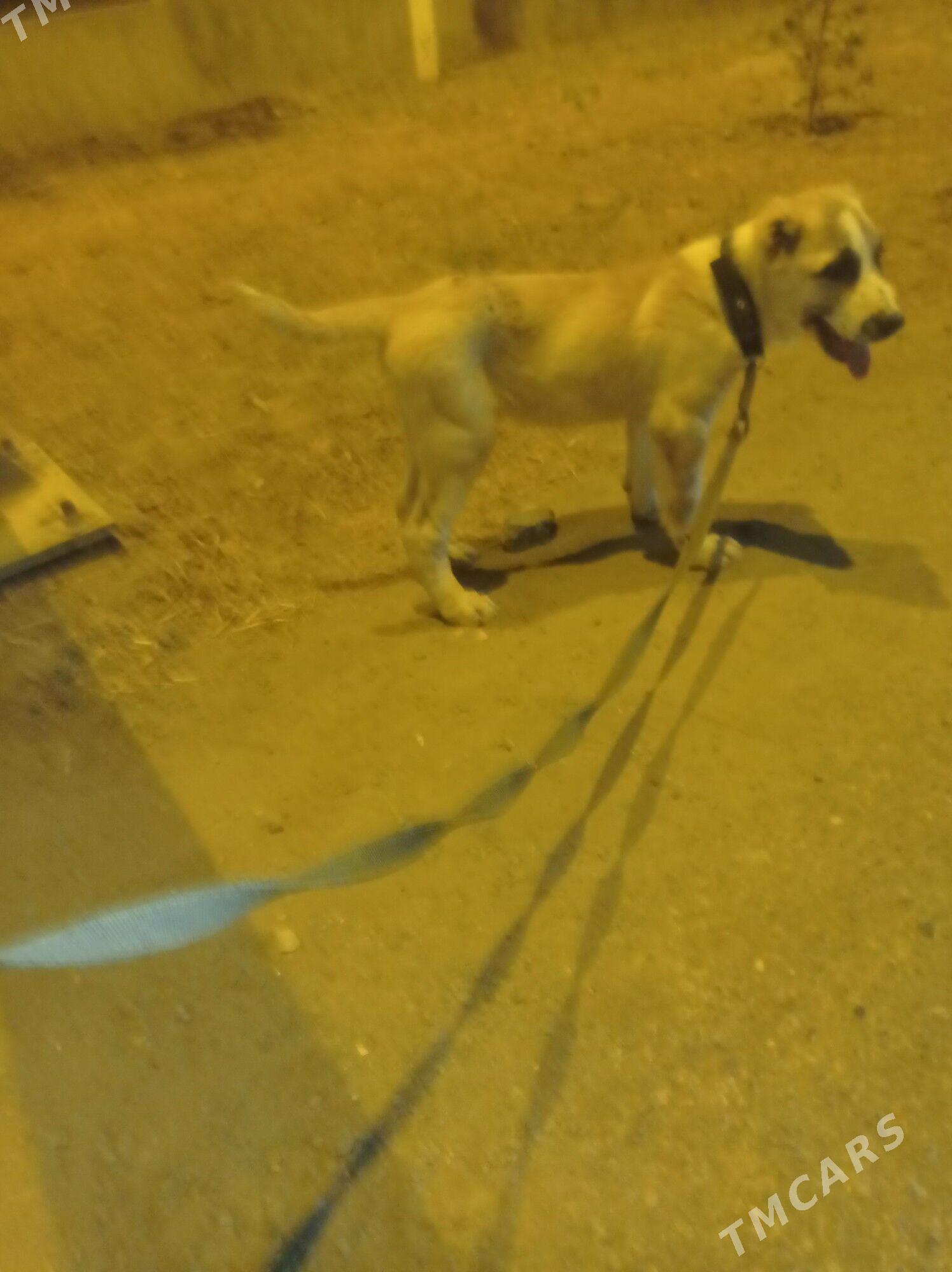 garagoz - Анев - img 2