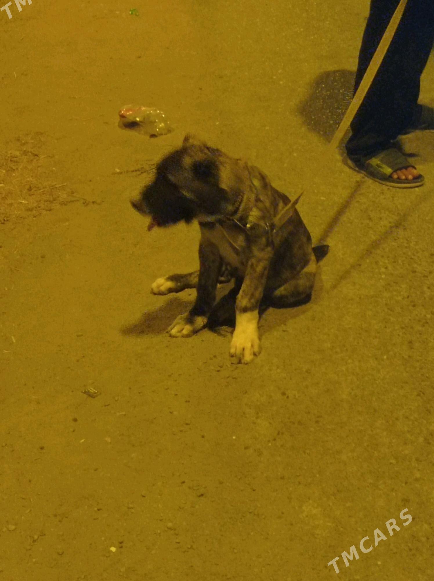 garagoz - Анев - img 3