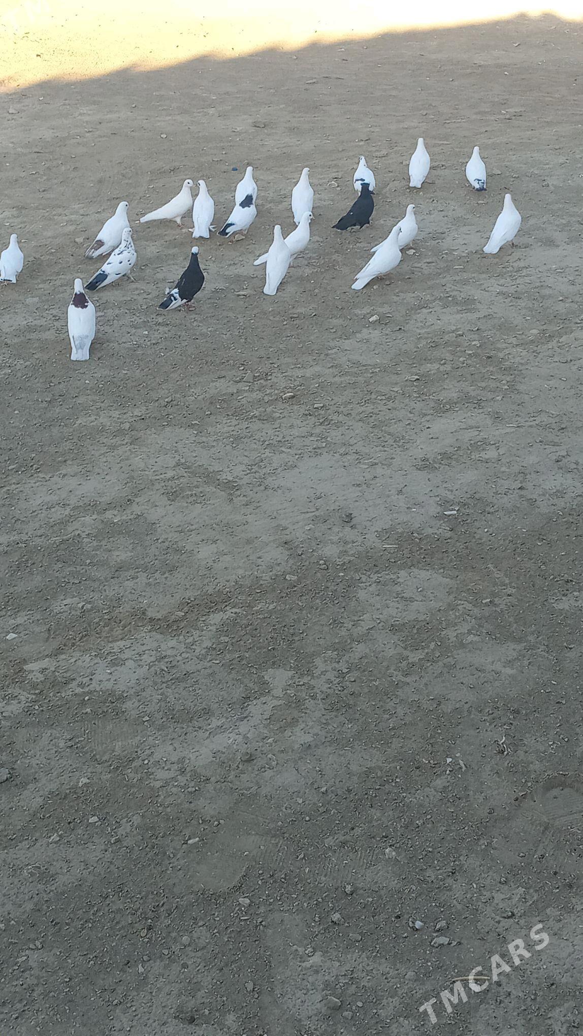 kepderi - Гызыларбат - img 2