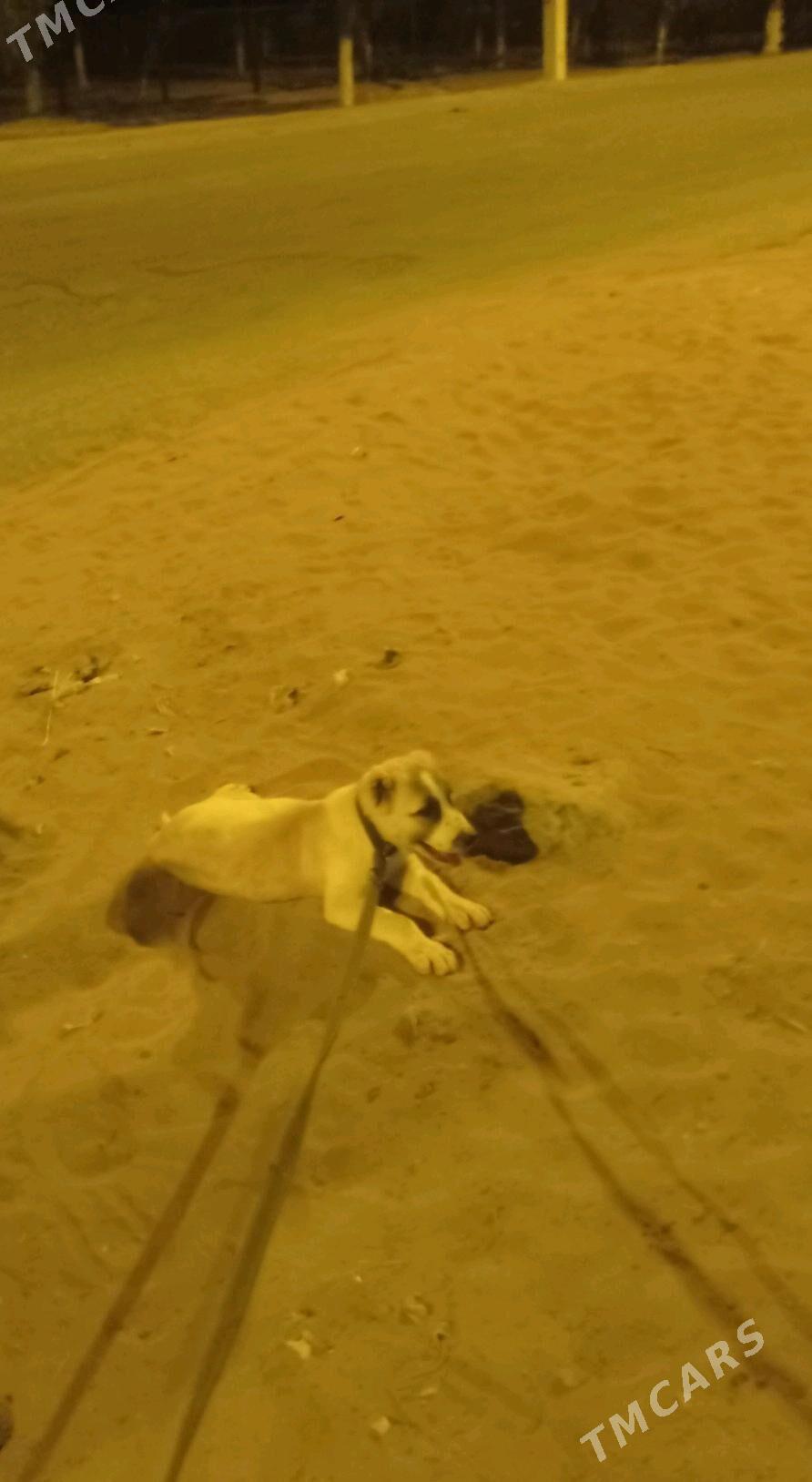 garagoz - Анев - img 4