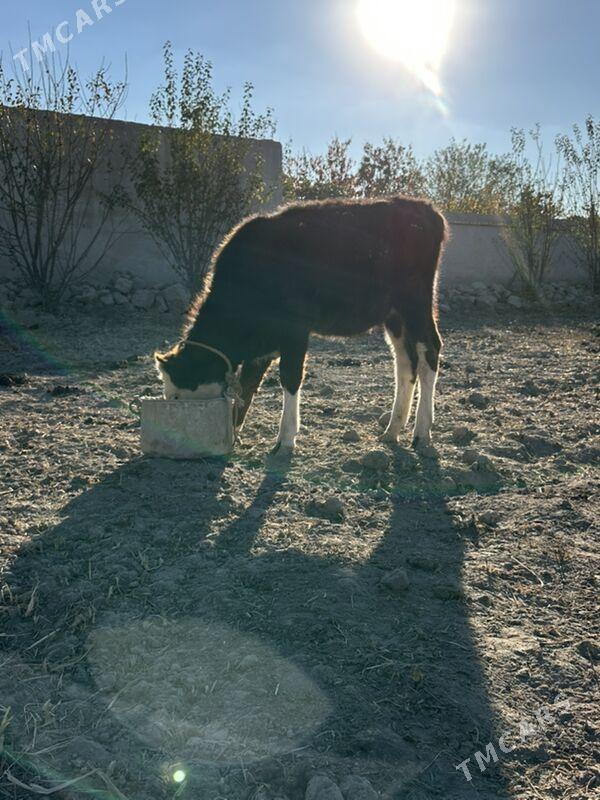 Sygyrlar - Şabat etr. - img 2