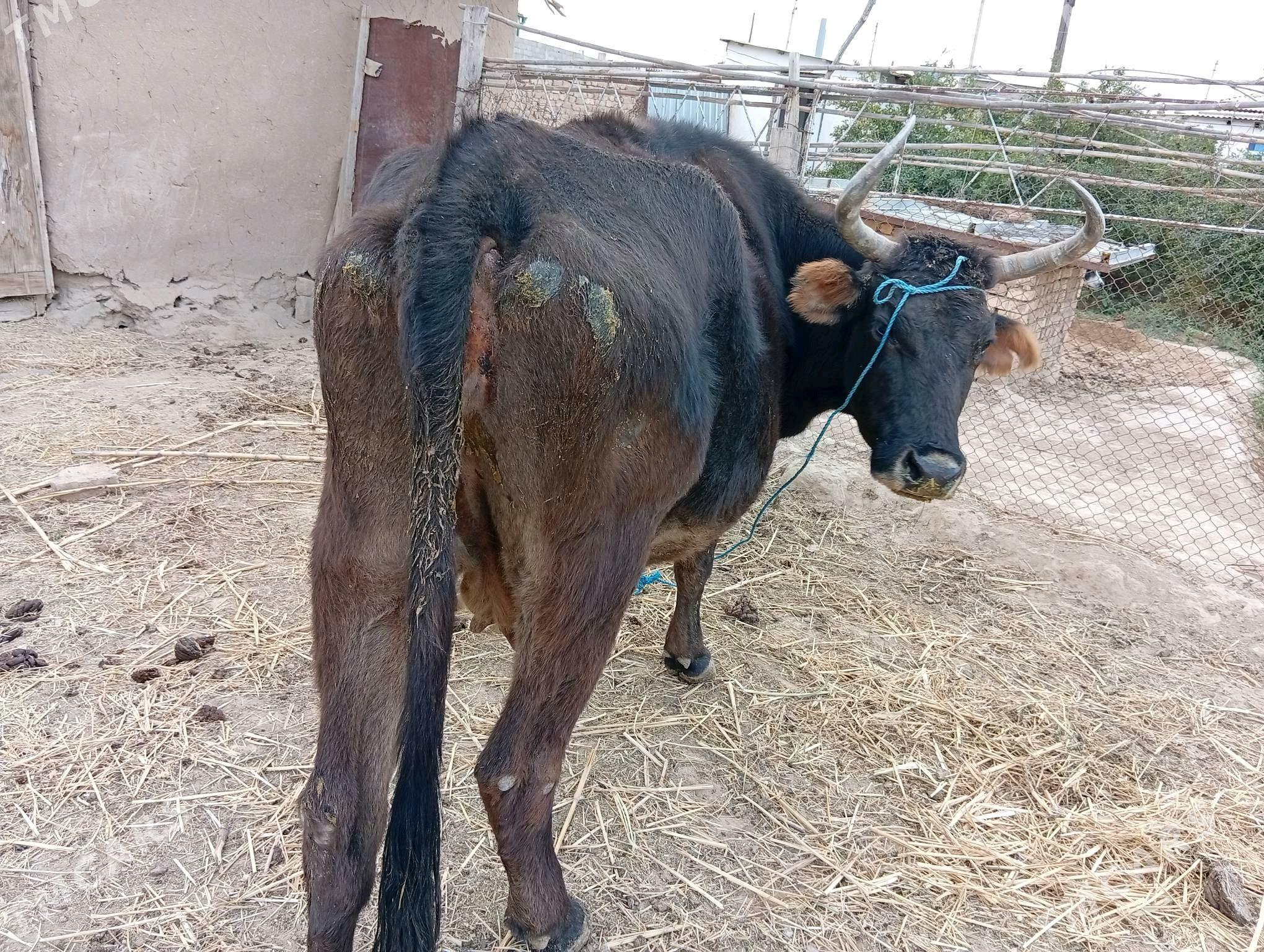 bogaz sygyr - Махтумкули - img 1