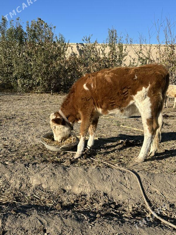 Sygyrlar - Şabat etr. - img 4