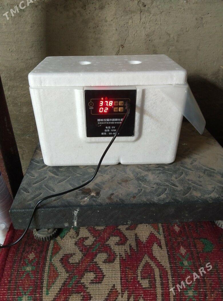 enkubtor - Гёкдепе - img 2