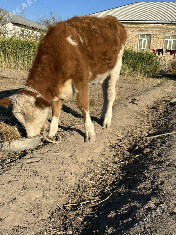 Sygyrlar - Şabat etr. - img 1