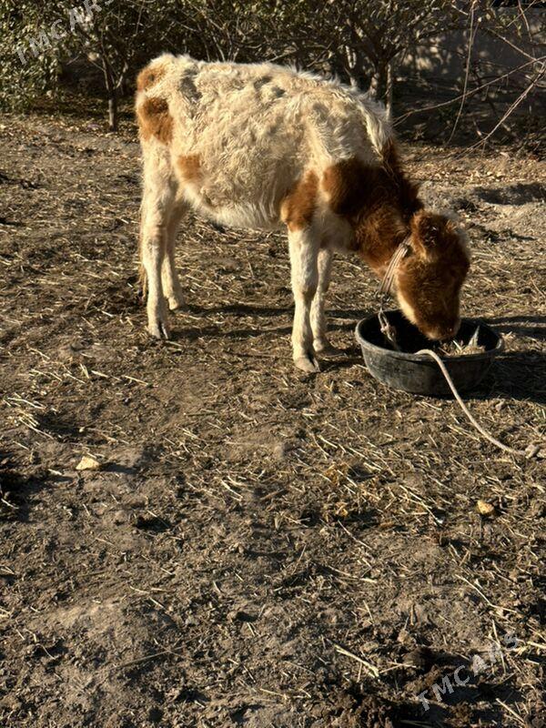 Sygyrlar - Şabat etr. - img 3