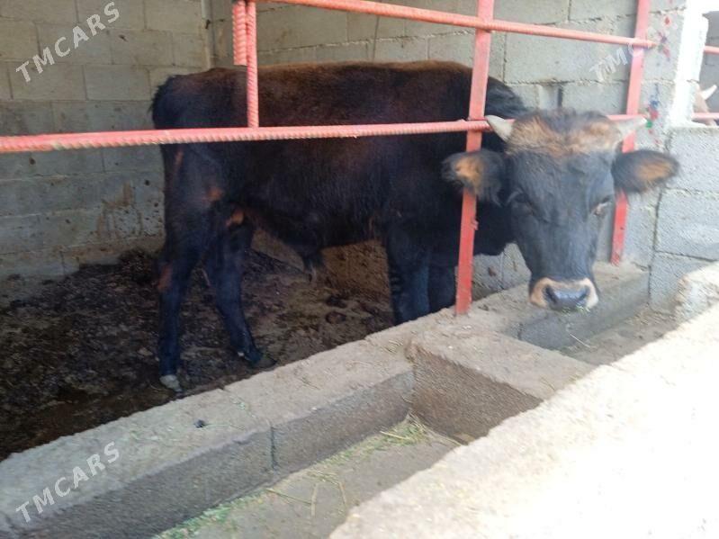 öküz okuz - Gypjak - img 2