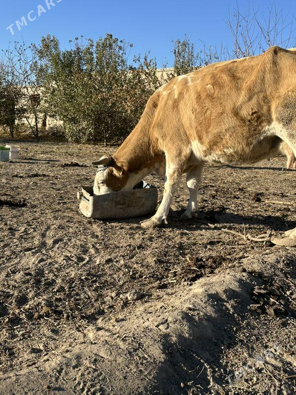 Sygyrlar - Şabat etr. - img 5