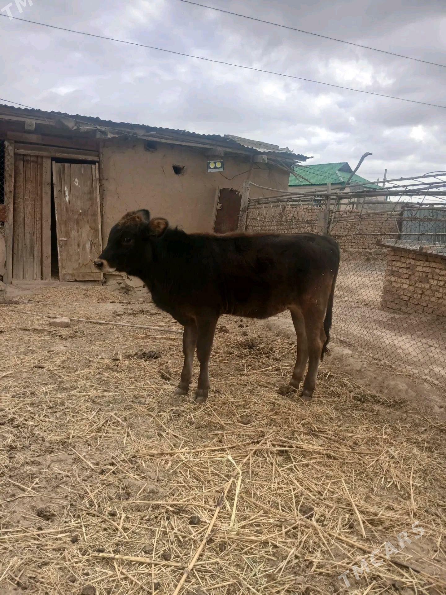 tuwe - Махтумкули - img 2