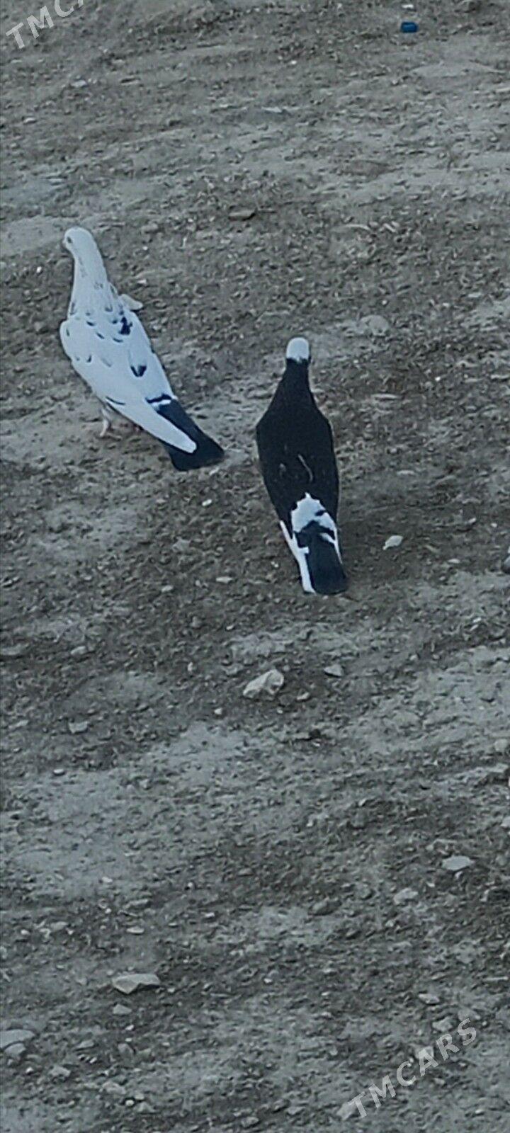 kepderi - Гызыларбат - img 4