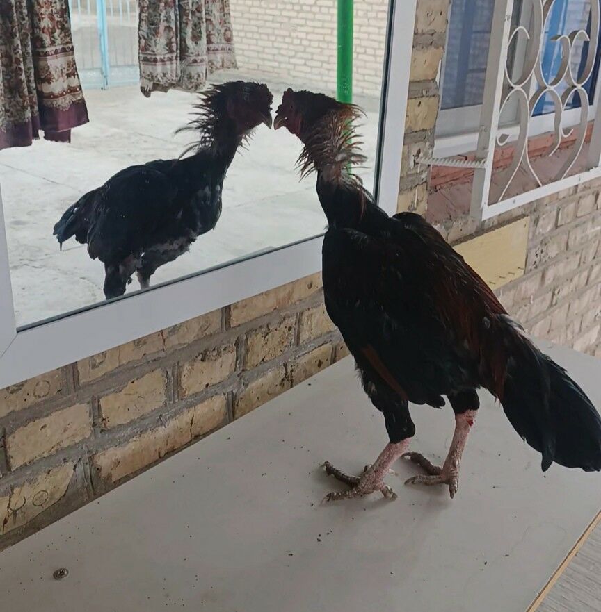 хораз - Türkmenabat - img 5