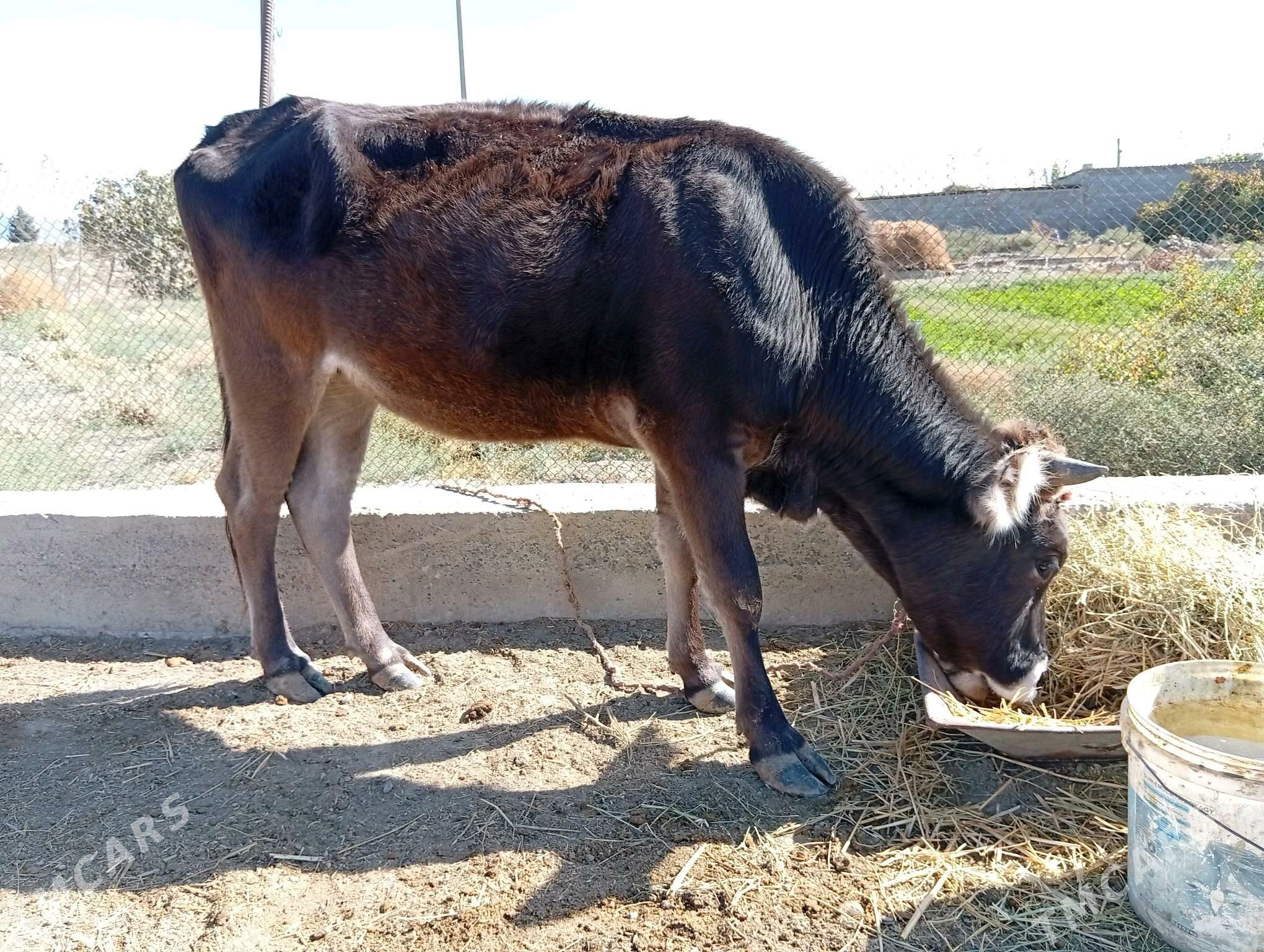 tuwe - Magtymguly - img 1