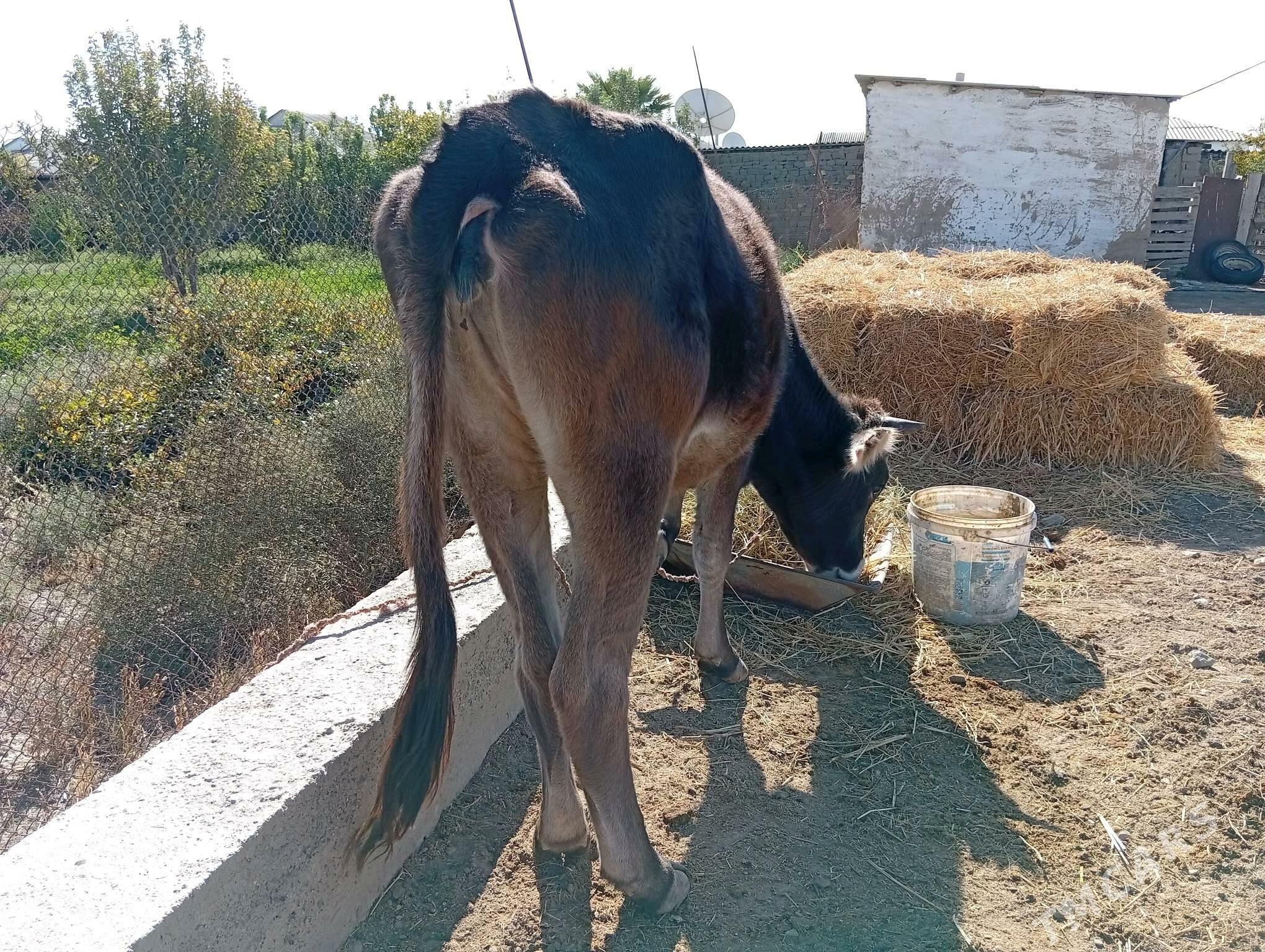 tuwe - Magtymguly - img 2