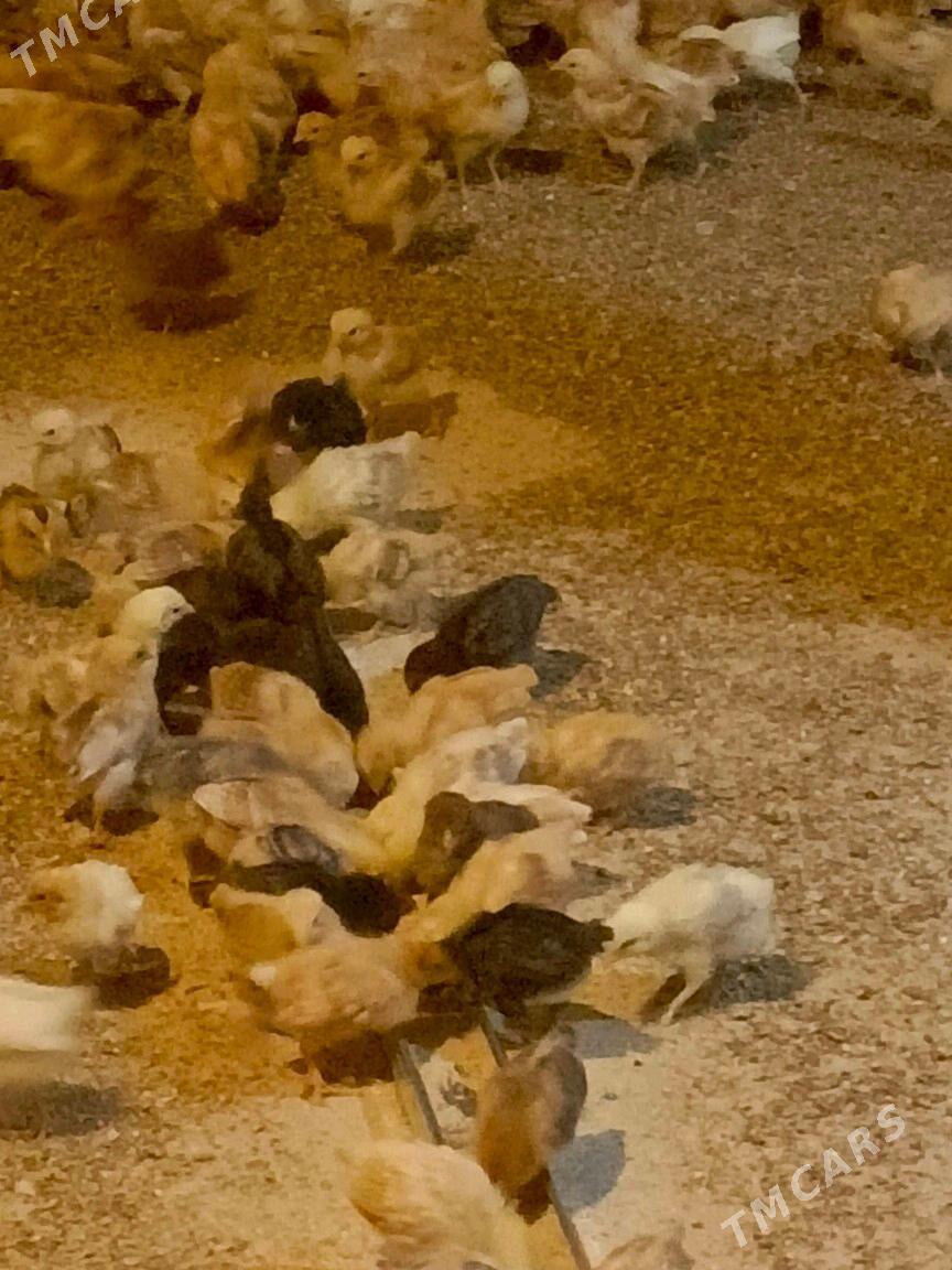 Jüýje - Гёкдепе - img 2