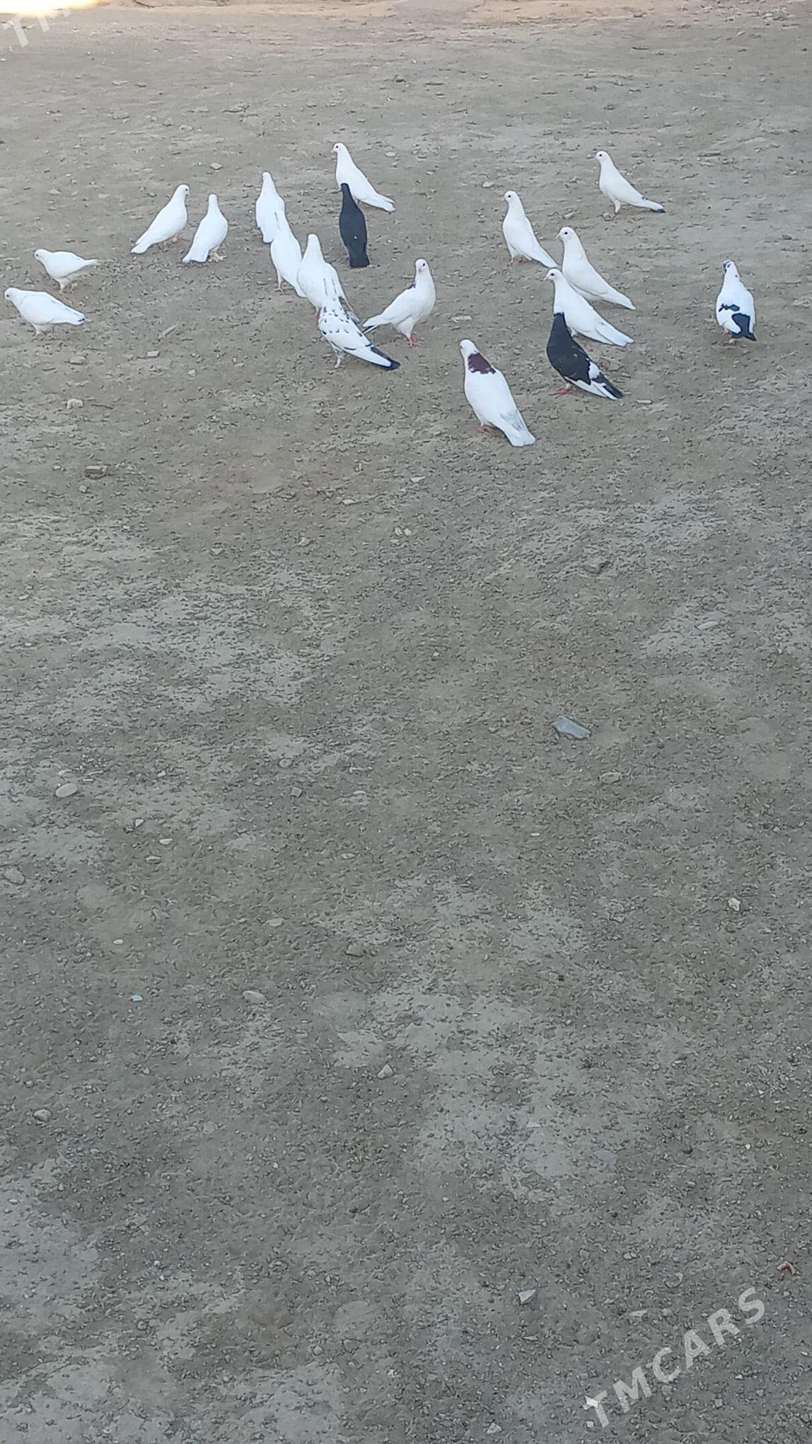 kepderi - Гызыларбат - img 3