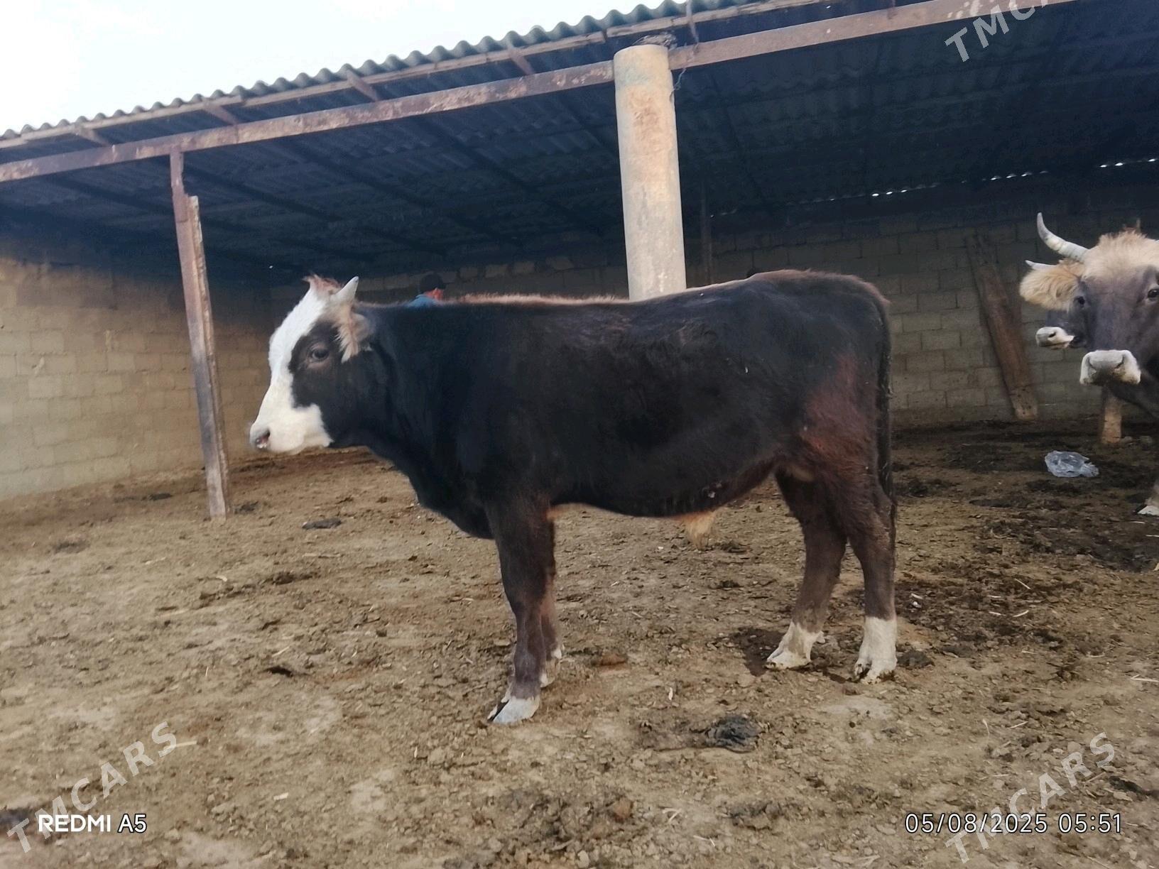 Okuz - Gyzylarbat - img 5