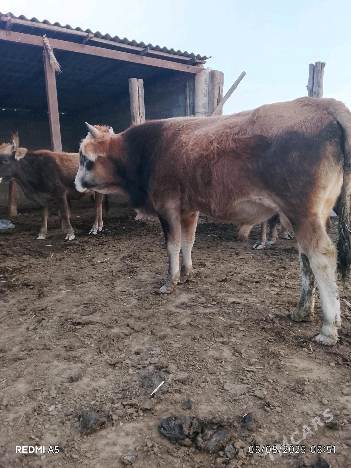 Okuz - Gyzylarbat - img 3