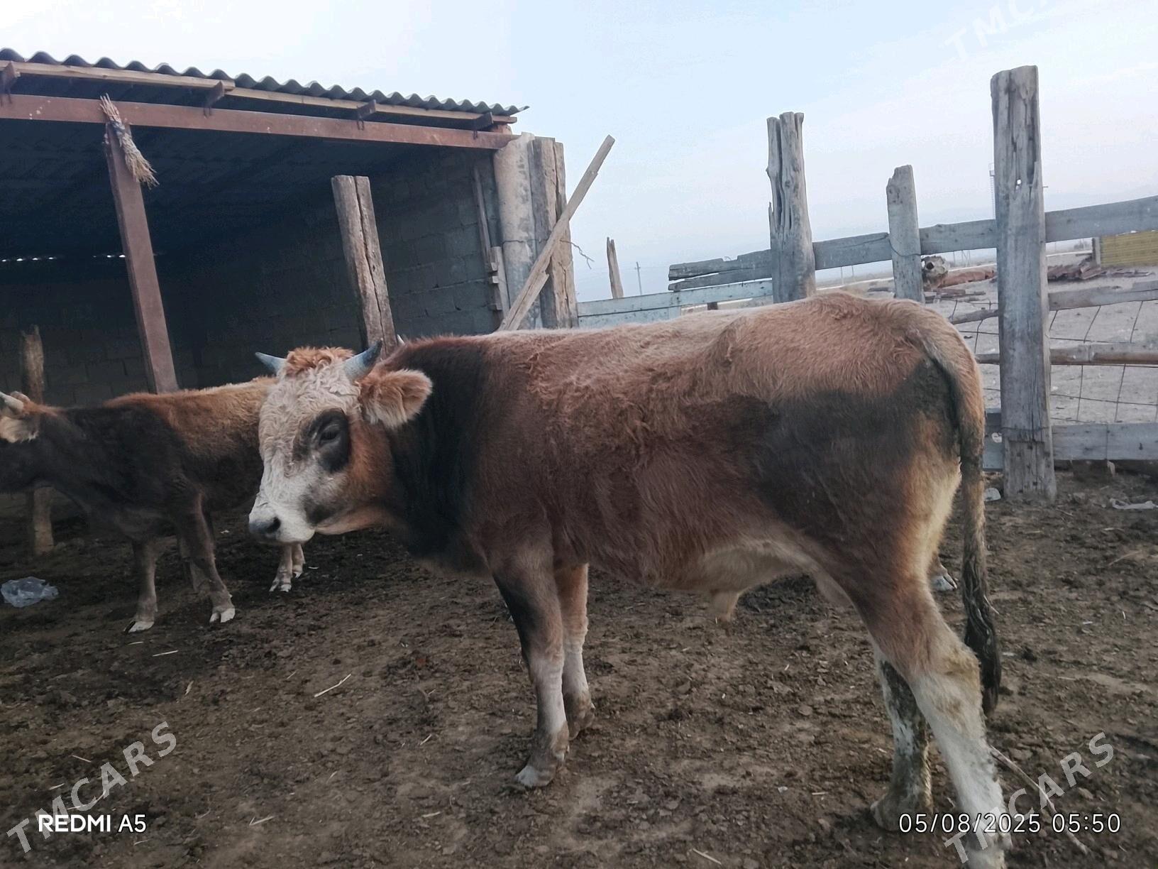 Okuz - Gyzylarbat - img 2