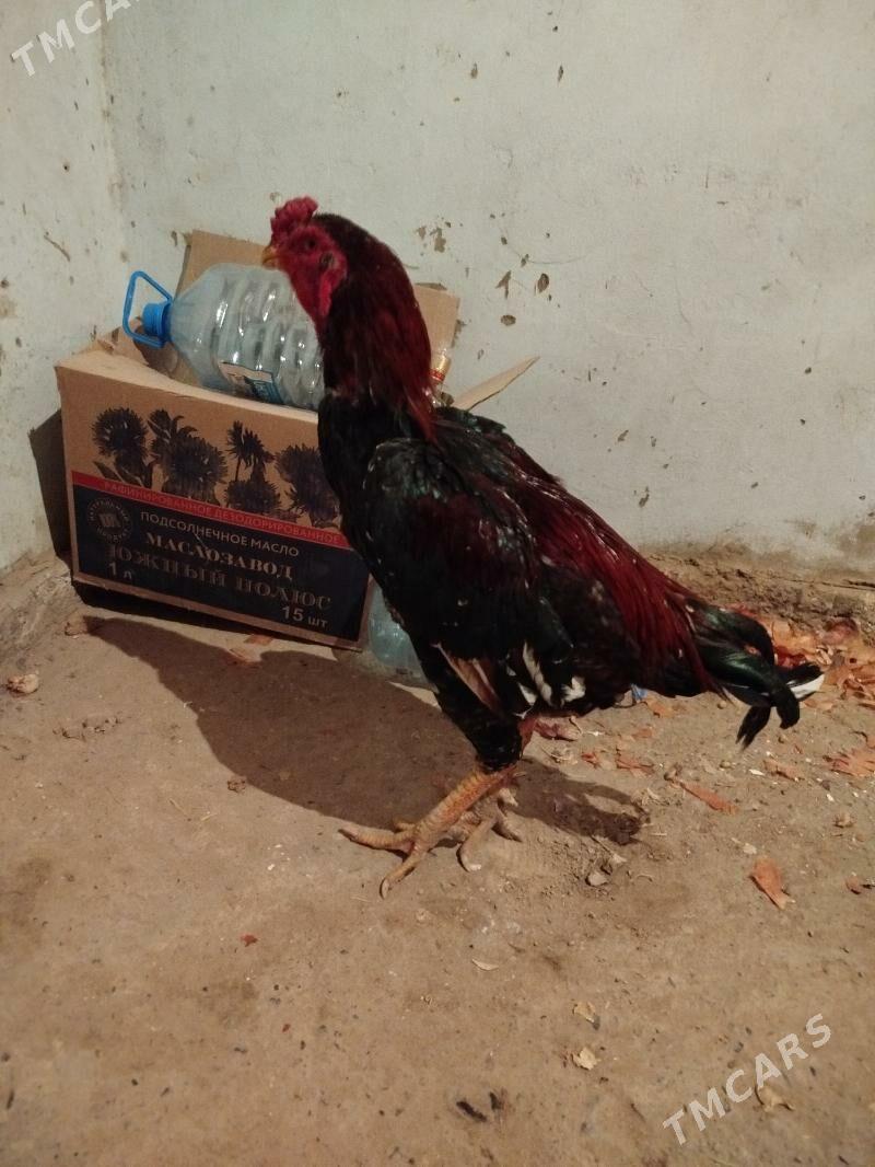 Ak ganat - Wekilbazar - img 2