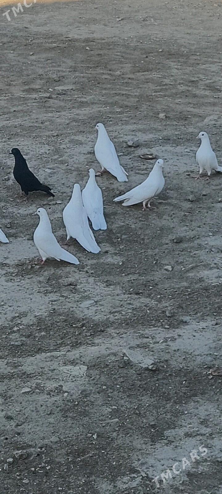 kepderi - Гызыларбат - img 6