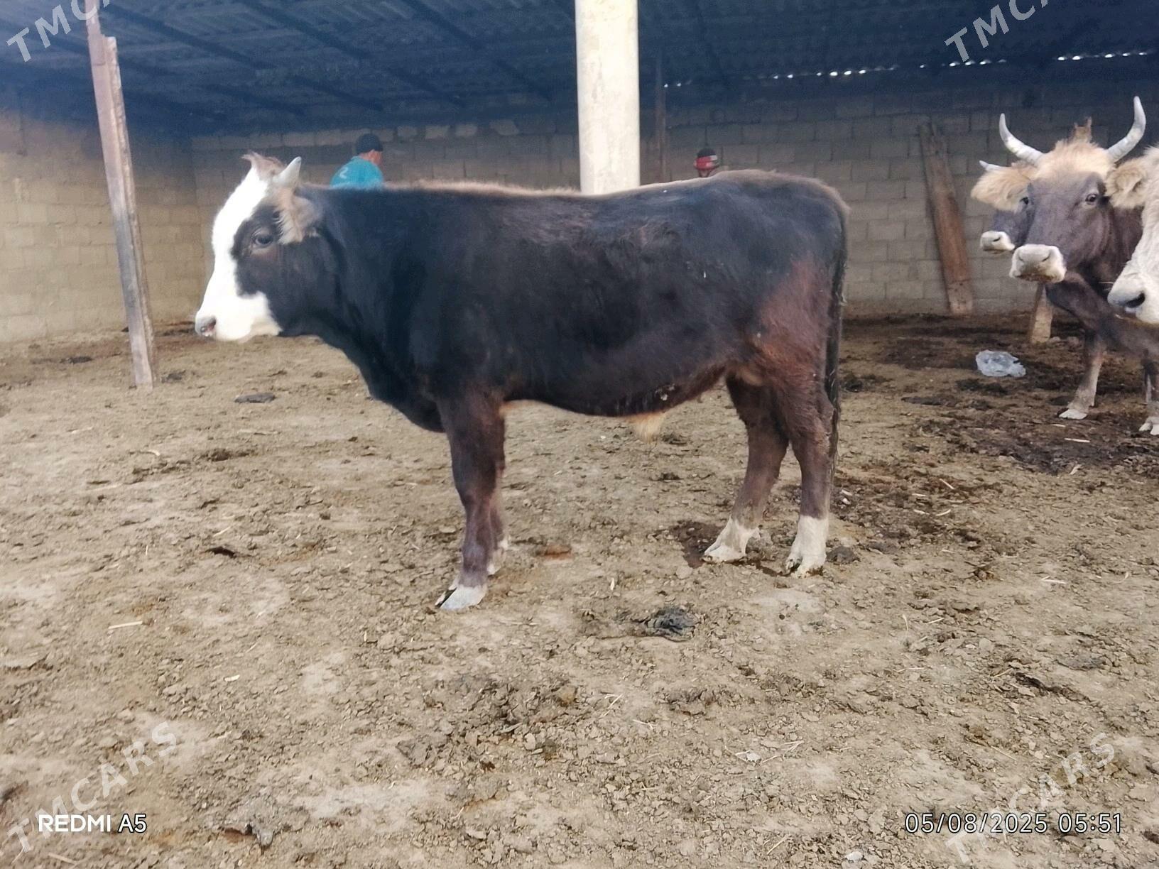 Okuz - Gyzylarbat - img 4