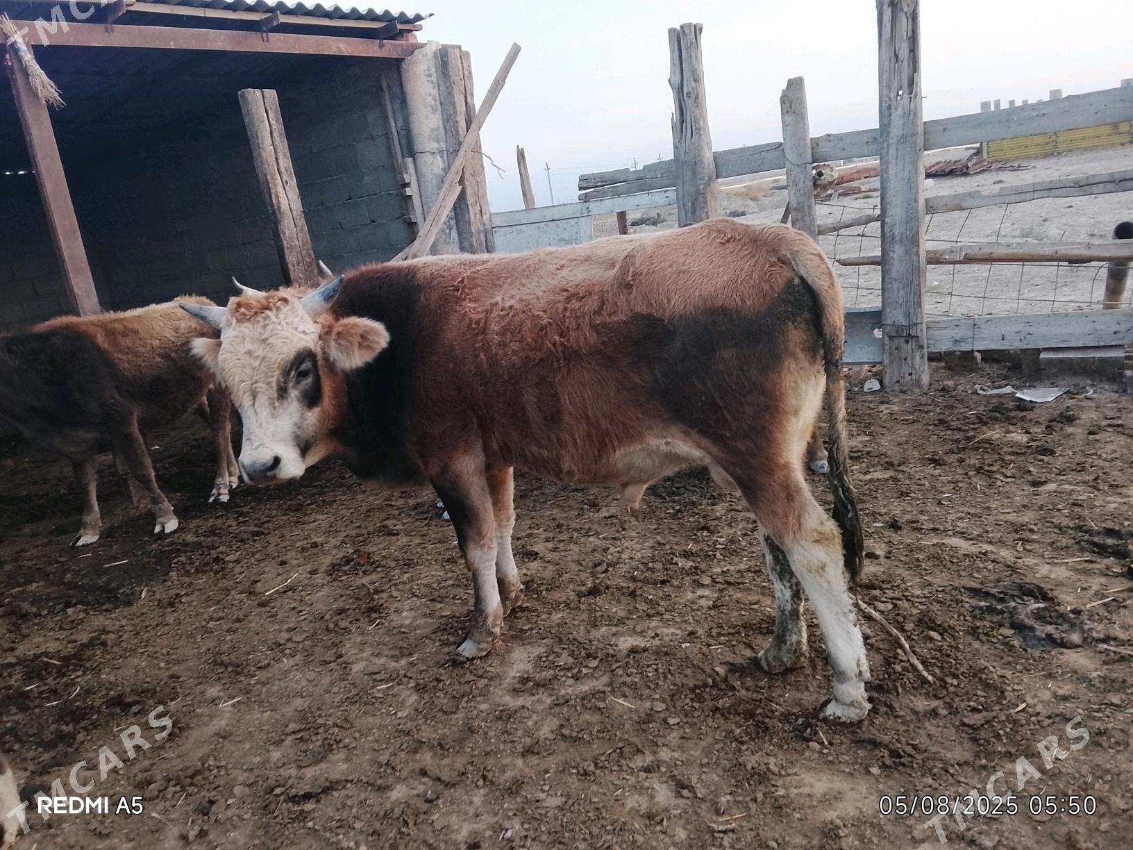 Okuz - Gyzylarbat - img 1