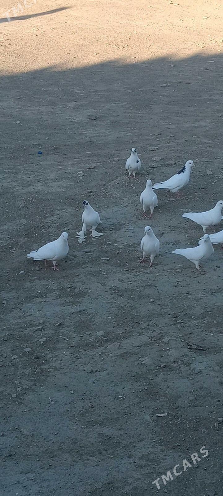 kepderi - Гызыларбат - img 5