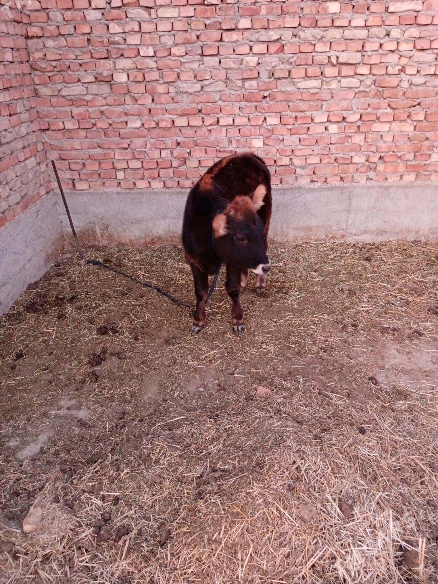 tüwe - Bäherden - img 4