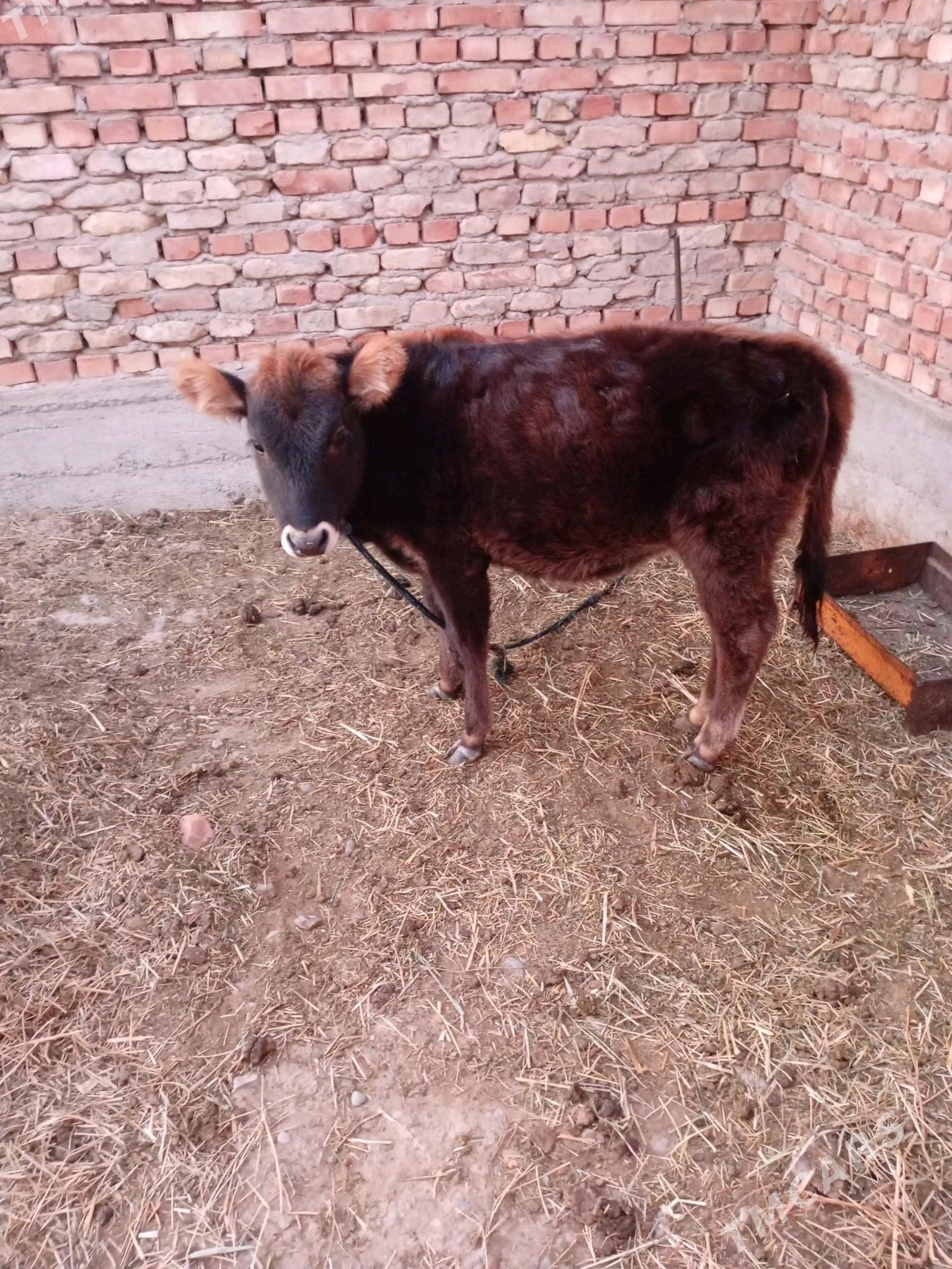 tüwe - Bäherden - img 3