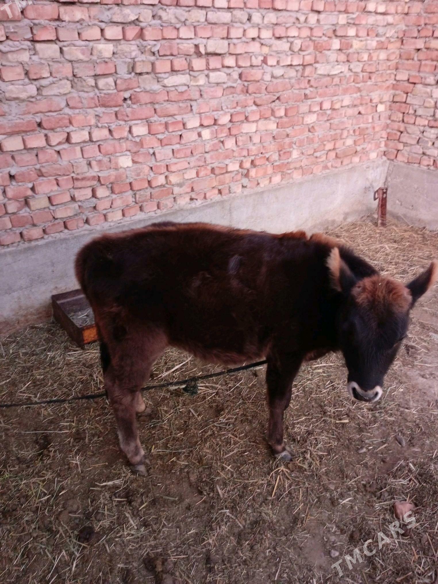 tüwe - Bäherden - img 2