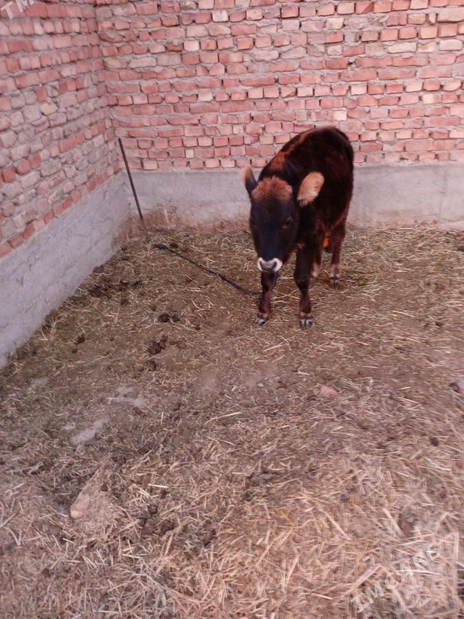 tüwe - Bäherden - img 5