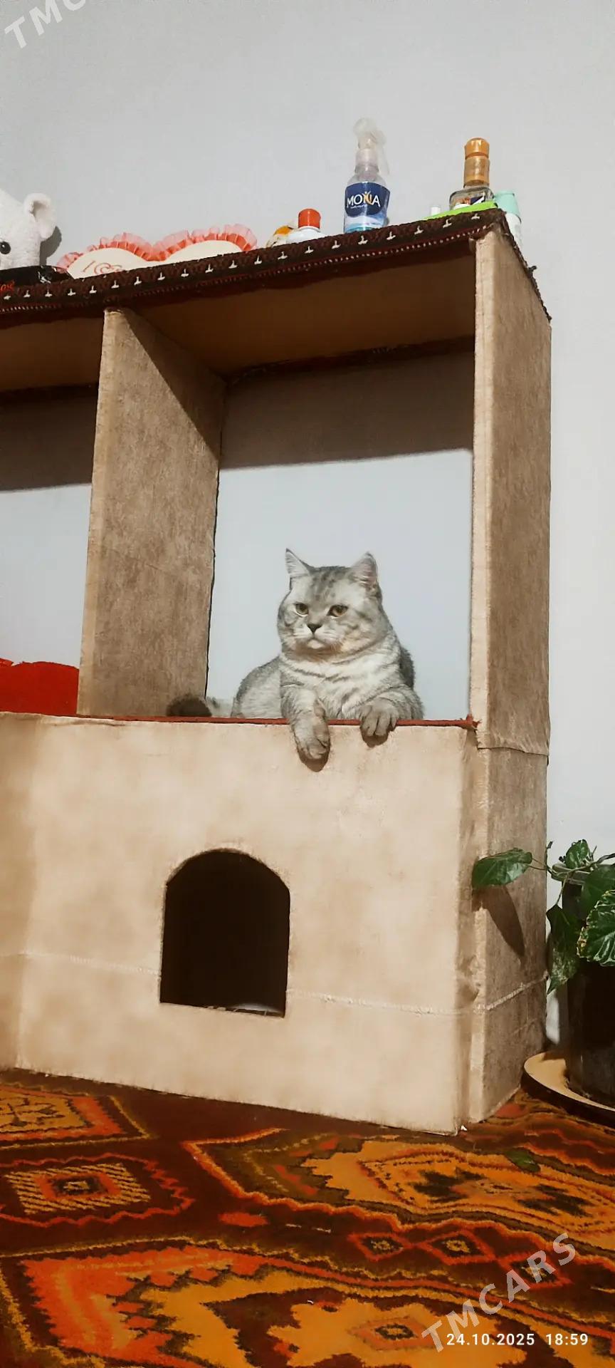 кот - Türkmenabat - img 4