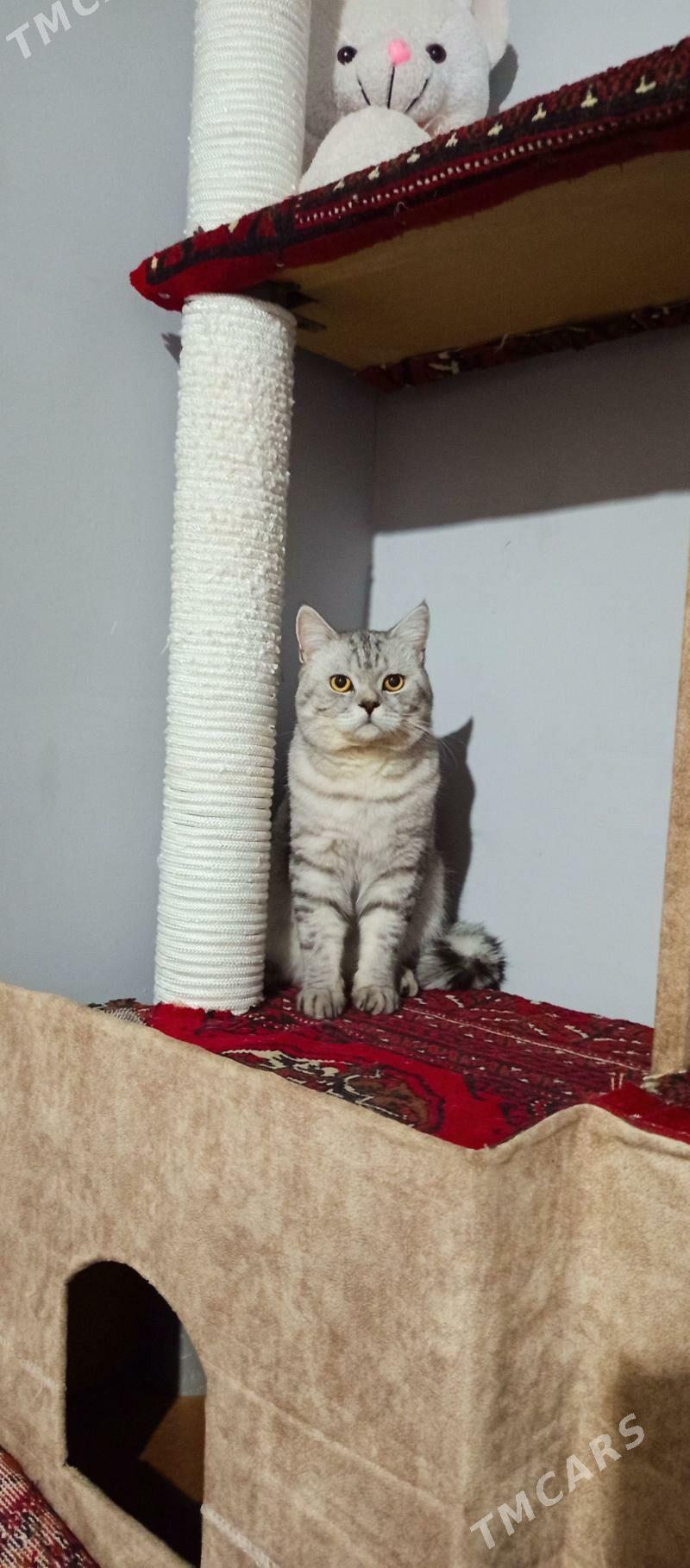 кот - Türkmenabat - img 6