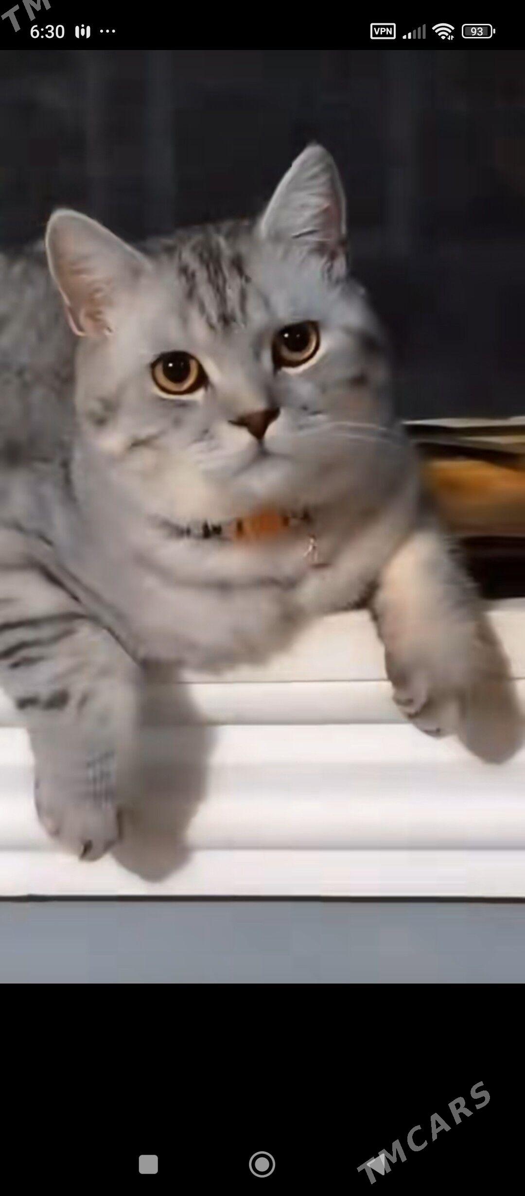 кот - Türkmenabat - img 2