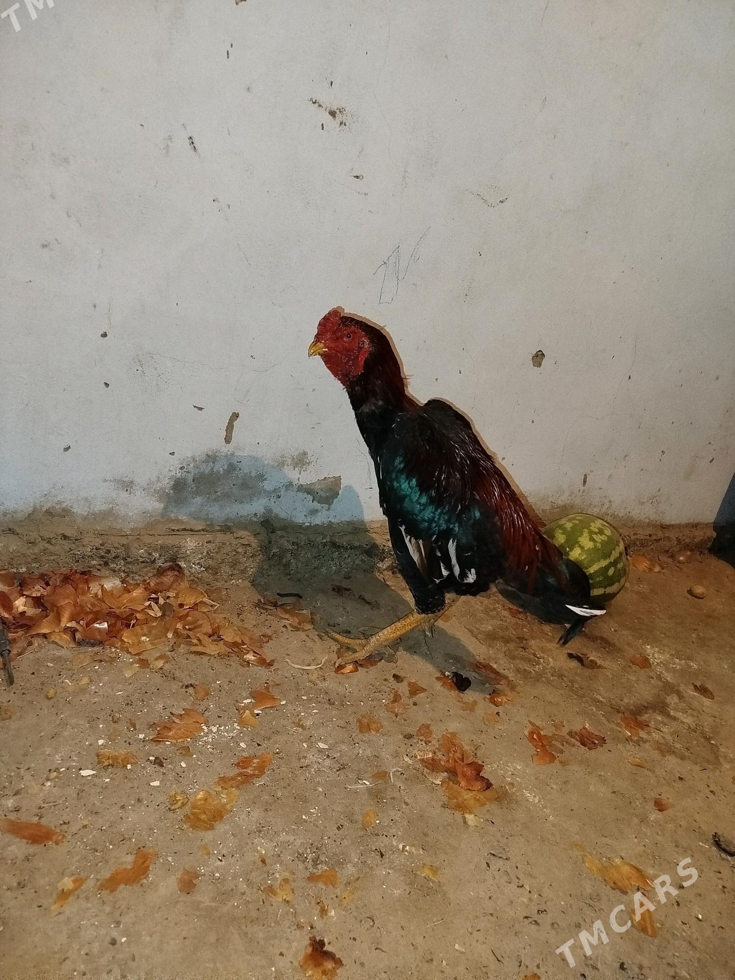 Ak ganat - Wekilbazar - img 3