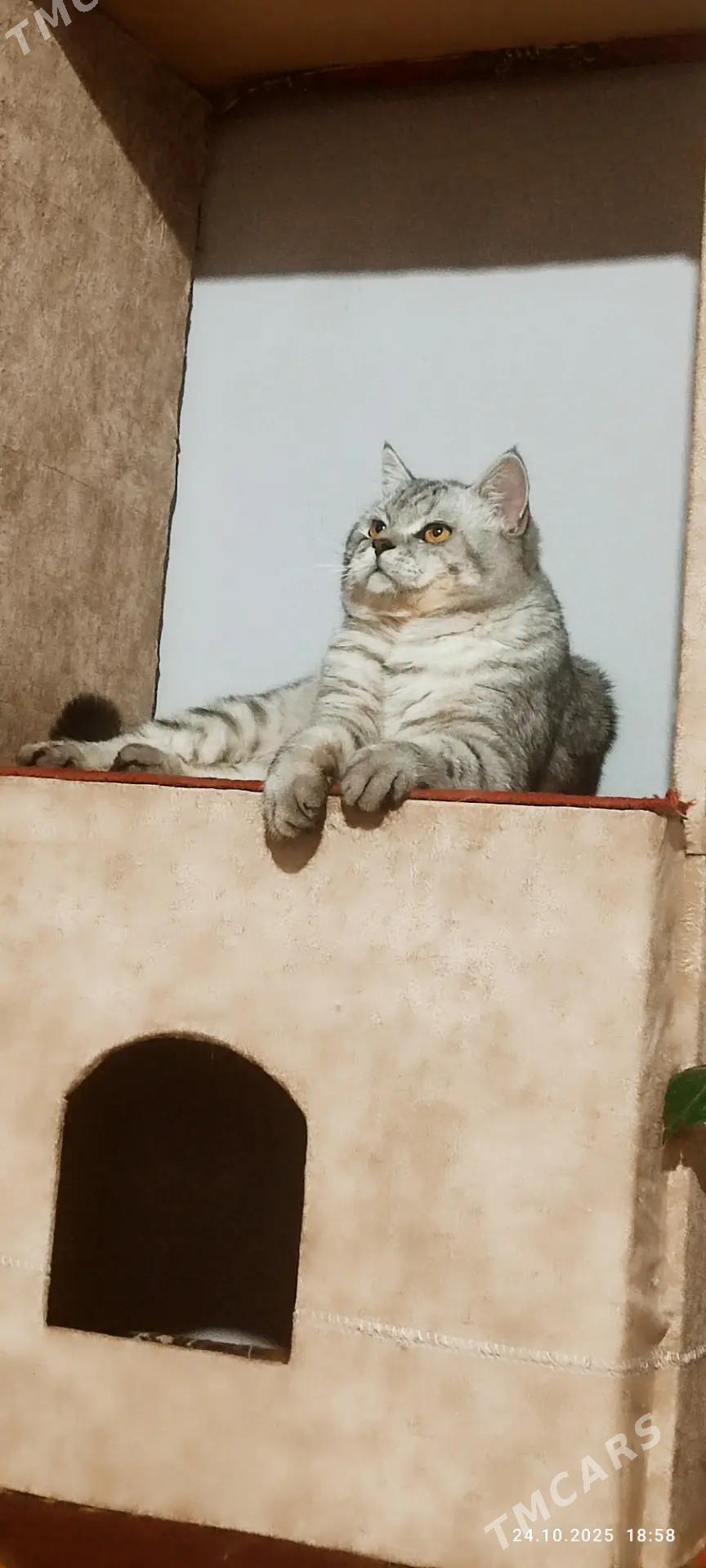 кот - Türkmenabat - img 3