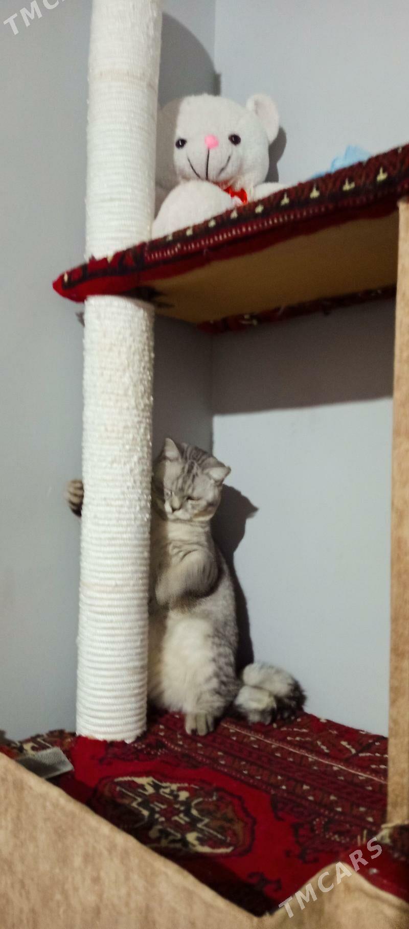 кот - Türkmenabat - img 5