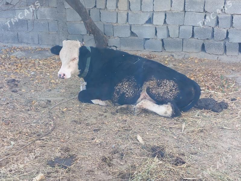 Simental Okuz 2sany - Büzmeýin - img 2