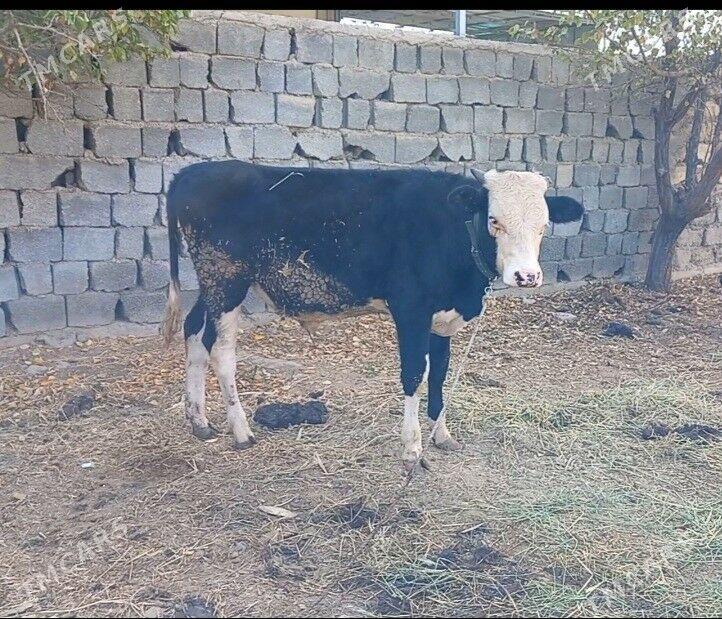 Simental Okuz 2sany - Büzmeýin - img 1