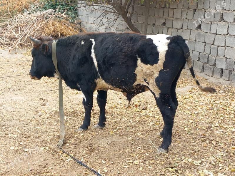 Simental Okuz 2sany - Büzmeýin - img 3