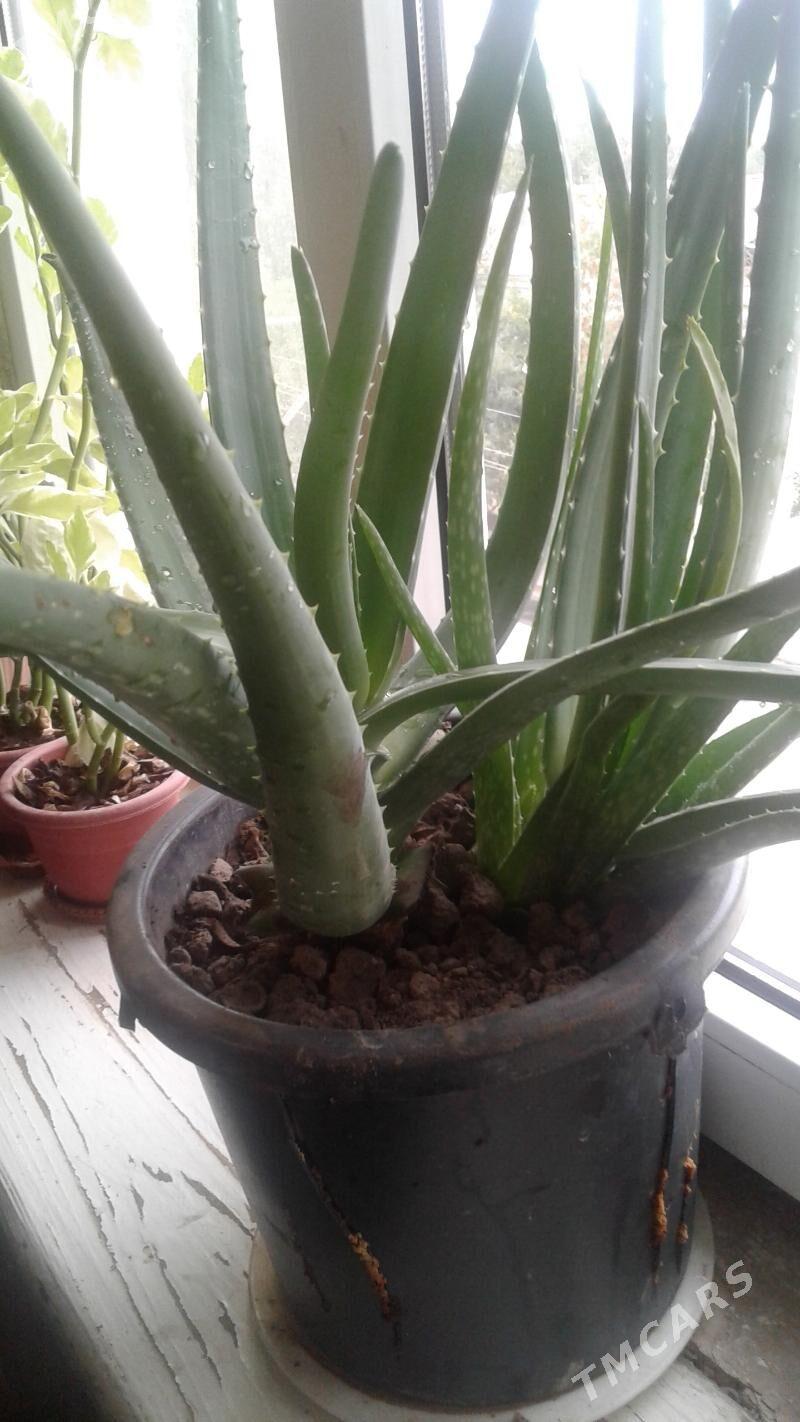 Aloý dermanlyk. Алоэ вера лече - 15-nji tapgyr - img 1