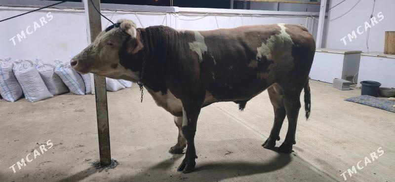 simental okuz - Ашхабад - img 2