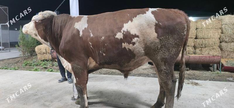 simental okuz - Ашхабад - img 5