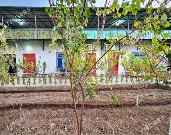 Anew plan jay - Änew - img 4