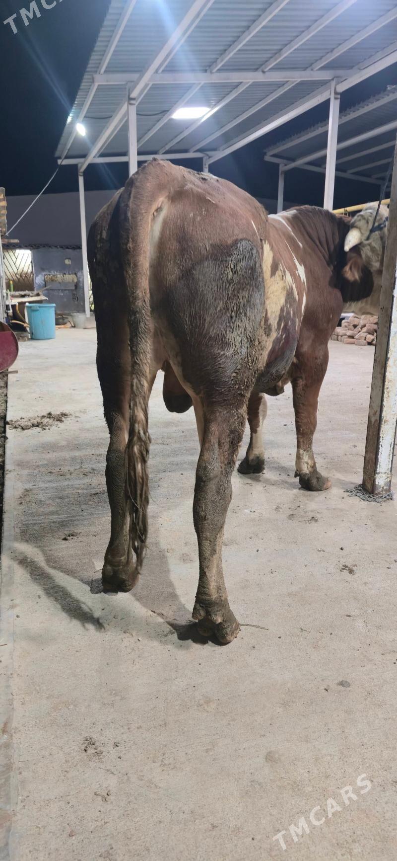 simental okuz - Ашхабад - img 4