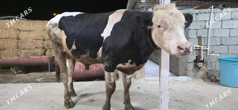 simental okuz - Ашхабад - img 6