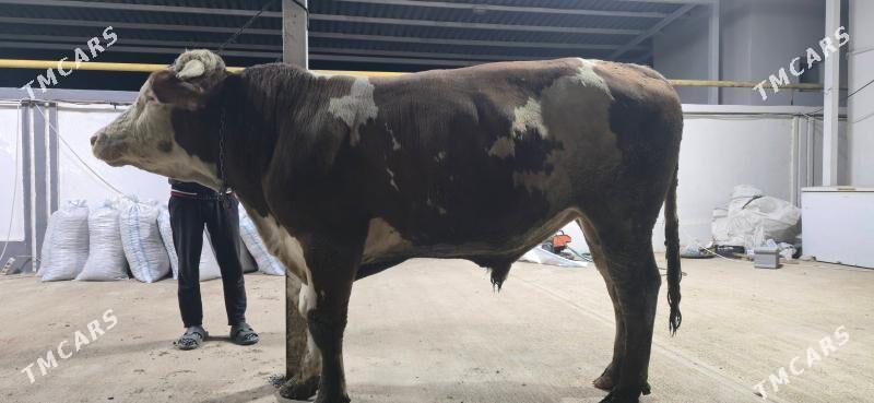 simental okuz - Ашхабад - img 3