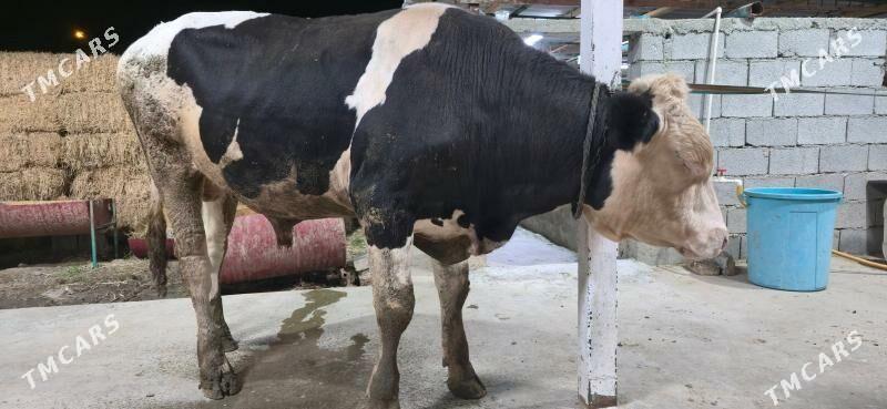 simental okuz - Ашхабад - img 7