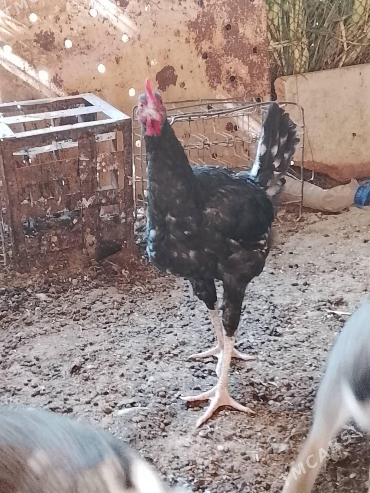 tasget baýsul satlyk - Çärjew - img 7